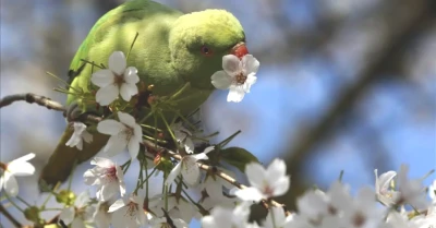 Mart Ekinoksu Yaklaşıyor! Tarih ve Etkileri Hakkında Bilmeniz Gerekenler